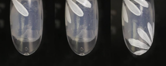 5b6c12203568a_550_0.png